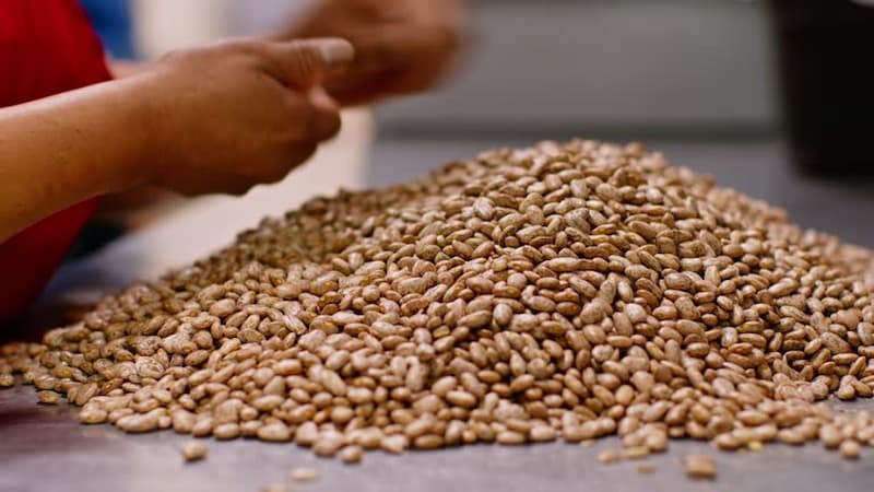 خرید لوبیا چیتی درجه یک + قیمت فروش استثنایی